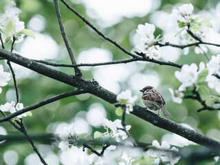 新疆新增52例无症状在伊犁博州阿克苏(新疆阿克苏疫情最新)